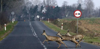 Dlaczego warto jeść dziczyznę?