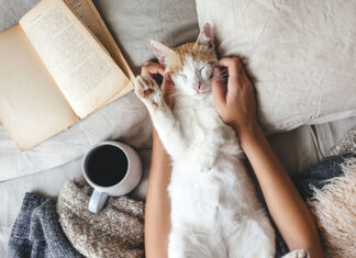 Wychowanie szczęśliwego kota. Wybór najlepszej kociej zabawki Najlepsze zabawki dla kota