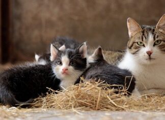 Czym kierować się wybierając żwirek dla kota? kot