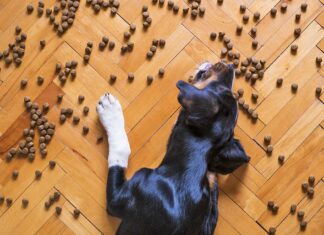 Pyszne smakołyki dla psa przysmaki dla psa