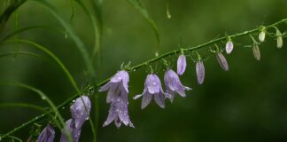 Kto nie może jeść płatków owsianych?