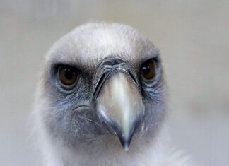 Ile waży gryf do wyciskania?