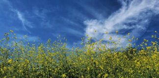 Jak się robi musztardę?