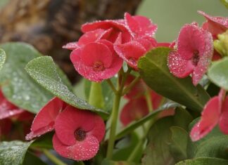 Co produkowano w Sianowie? Co produkowano w Sianowie?