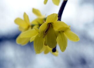 Co lepsze Berberyna czy morwa biała? Co lepsze Berberyna czy morwa biała?