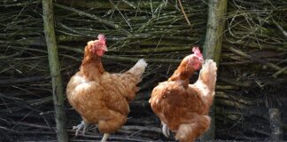 Jakie są typy hamulców?