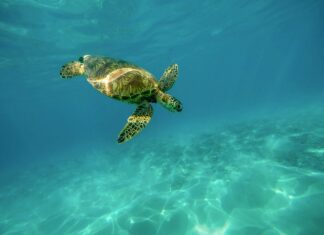 Kiedy wymienić pancerze?