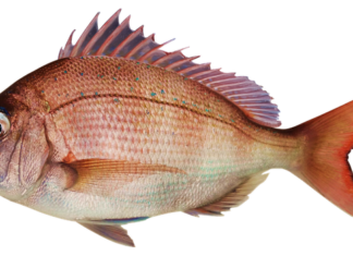 Jak szybko zwabić leszcza na łowisko? Jak szybko zwabić leszcza na łowisko?