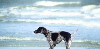 Jak długo moczyć pellet Skretting?