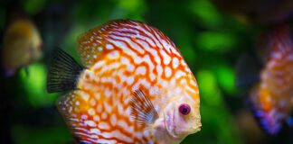 Czego nie wkładać do akwarium?