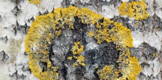 Czy warto Foliować bagaż?