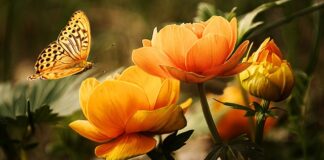 Co daje mycie podłogi octem?