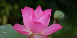 Jak się mówi po angielsku wrotki?