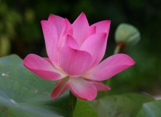 Jak się mówi po angielsku wrotki? Jak się mówi po angielsku wrotki?