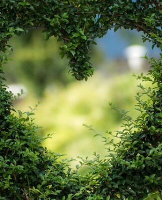 Czy zielona herbata obniża cukier we krwi?