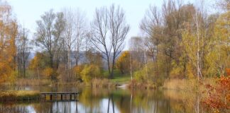 Jaka wędka na okonia?