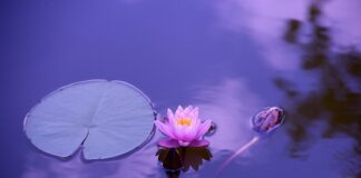 Czy musztarda pomaga na stawy?