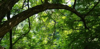 Jakie wkręty do sklejki?