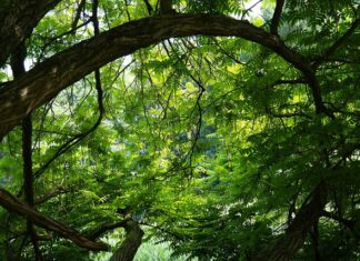 Jakie wkręty do sklejki? Jakie wkręty do sklejki?