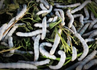 Skąd pochodzi Morwa biała? Skąd pochodzi Morwa biała?