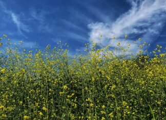 Jaka musztarda jest łagodna?
