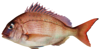 Czy leszcz lubi pellet?