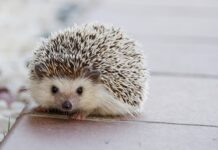 Po co są kołki rozporowe? Po co są kołki rozporowe?