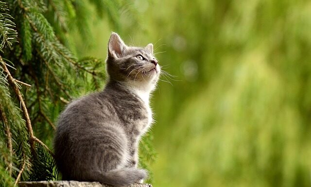 Czy szare mydło wysusza?