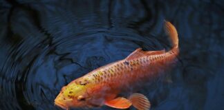 Z czego przypon na karpia?