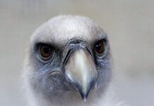 Ile waży gryf prosty 180 cm?