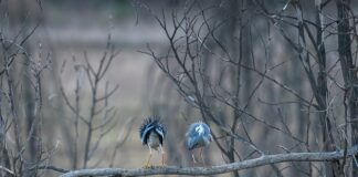 Jaką wklejanka na okonie?