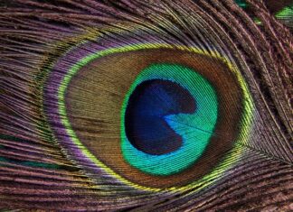 Ile papierosów na pokład samolotu?