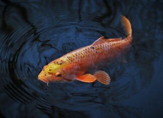 Czy karp bierze na pellet?