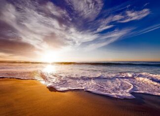 Na co pomaga picie morwy białej? Na co pomaga picie morwy białej?