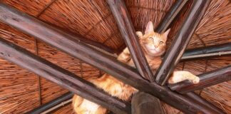 Jakie wkręty do łączenia krokwi?