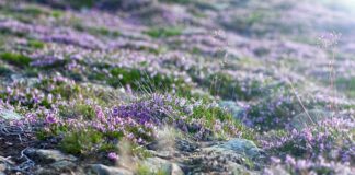 W jakich butach najlepiej wejść na Śnieżkę?