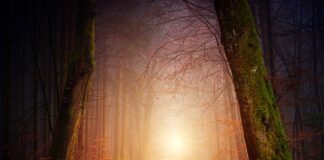 Co się robi z liści morwy?