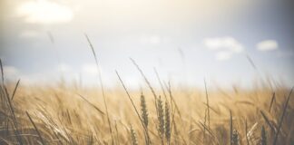 Czy musli to węglowodany?