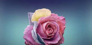 Czym się różni wyciąg od pochłaniacza?