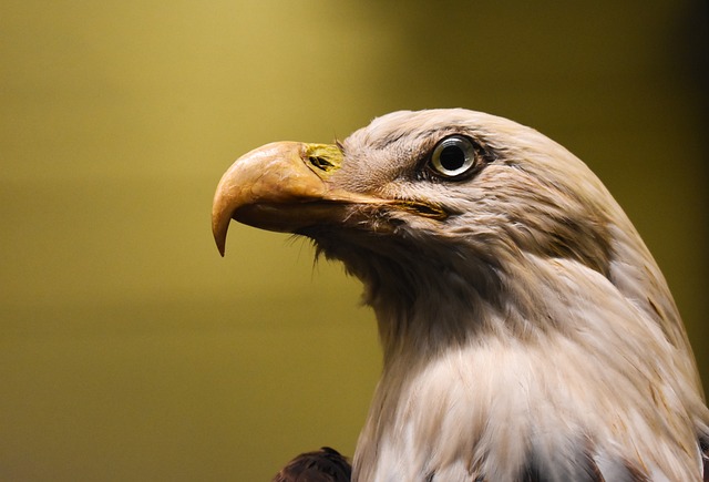 Jaki wypychacz wędkarski? Jaki wypychacz wędkarski?