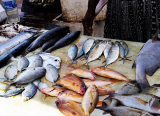 Jak nęcić łowisko?