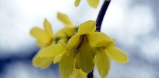 Na co się stosuje Berberynę?